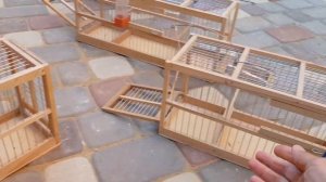 Обзор новых самок,Купил канареек на ярмарке,Западки для ловли певчих птиц.