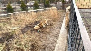 Ищем львов и вдруг находим их вместе с ВОЖАКОМ!