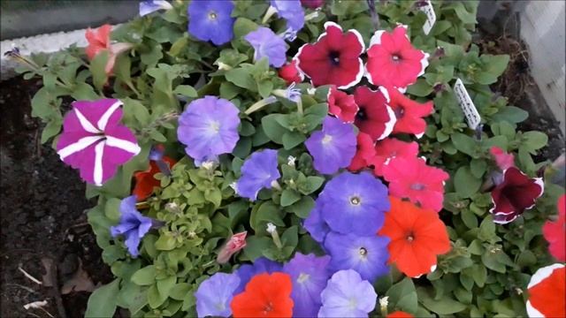 Рассада многоцветковой, кустовой петунии серии Лимбо,Мамбо.Петуния сорт МАМБО,ЛИМБО,ТРИТУНИЯ смотреть онлайн