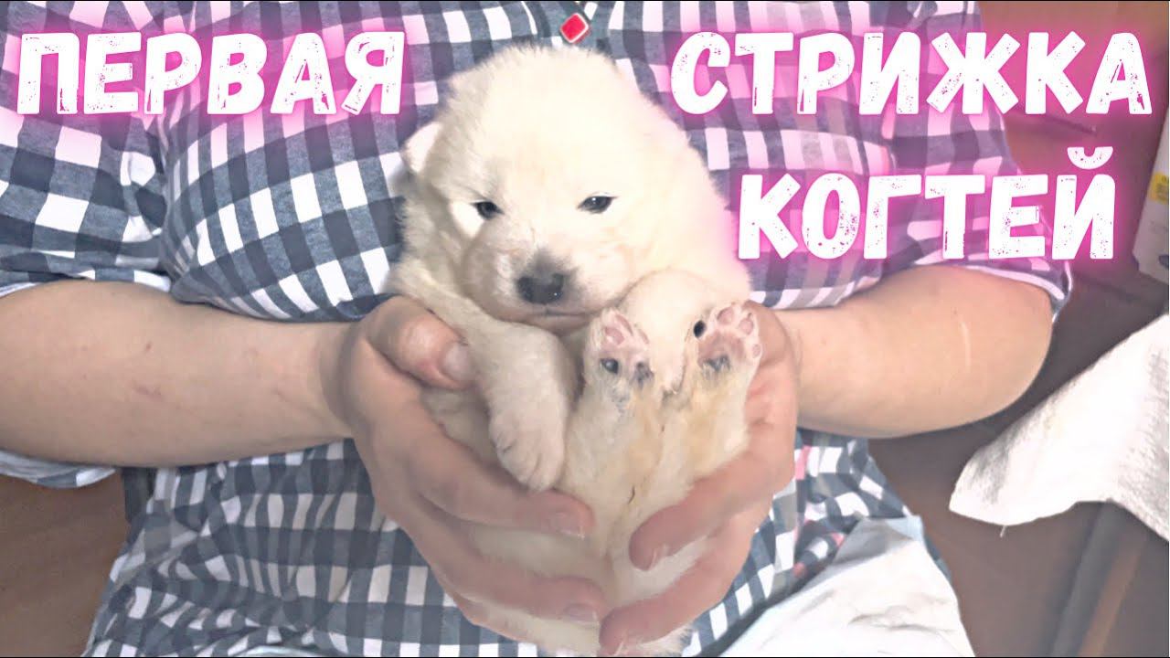 ПЕРВАЯ СТРИЖКА КОГТЕЙ ЩЕНКАМ САМОЕДА