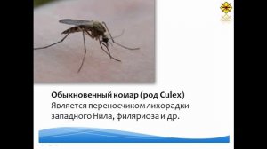 Комары - Биологическая угроза