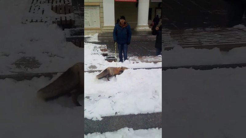 В центре Воронежа выгуливают лису