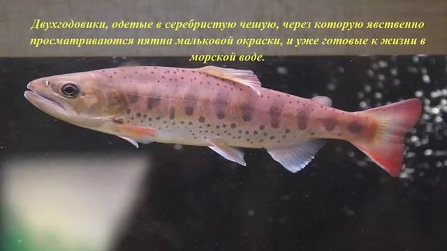 Рыба Приморского края -  часть 2.  Нерест симы и появление пеструшки.