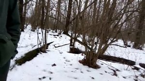 РОТВЕЙЛЕР и АМБУЛЬ. ВЕЧНАЯ ВРАЖДА ИЛИ НОРМАЛЬНОЕ СОСУЩЕСТВОВАНИЕ дрессировка и воспитание собак