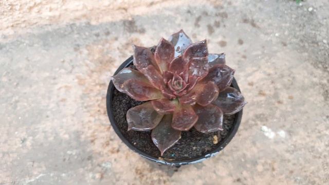 ECHEVERIA BLACK PRINCE OR SEMPERVIVUM BLACK HENS AND CHICKS ?? смотреть онлайн