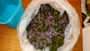 Иван чай после обработки и сушки на сушилке Ветерок