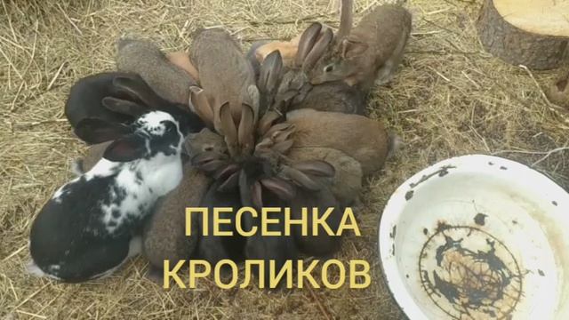 Включи заяц гоша. Песенка про кролика.