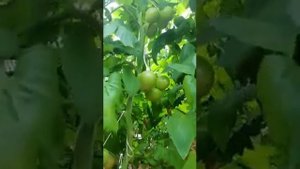 Очень крупные и вкусные томаты! Океан F1