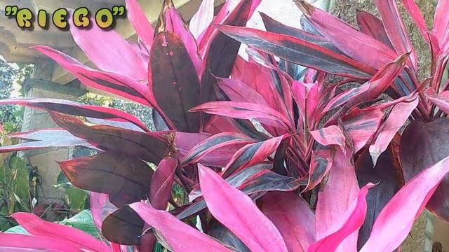 Cordyline Fruticosa// Palmita Roja// planta Ti// Árbol de la buena suerte// смотреть онлайн
