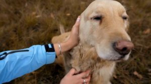 Всемирный день домашних животных