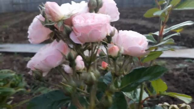 Мускусная роза Букет Парфе.