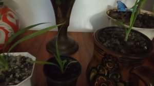 Комнатные цветы.Удивительные панданус и юкка.