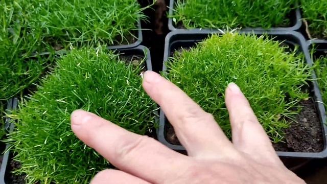 Мшанка или ирландский мох - особенности, условия роста, применение смотреть онлайн