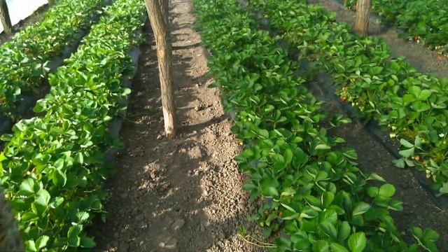 Клери в теплице,затеняющая сетка,кормление,цены на рынке 050523. смотреть онлайн