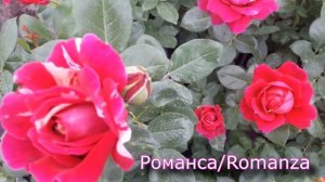 Саженцы роз Romanza (Романса) - интернем магазин "Розы от Татьяны"