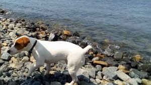 Джек рассел на море первый раз!!!