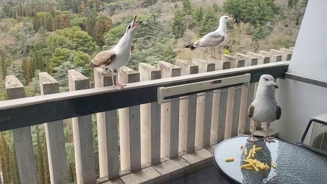 чайка