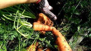 Морковь Канада, Флакке, Самсон. Урожай.