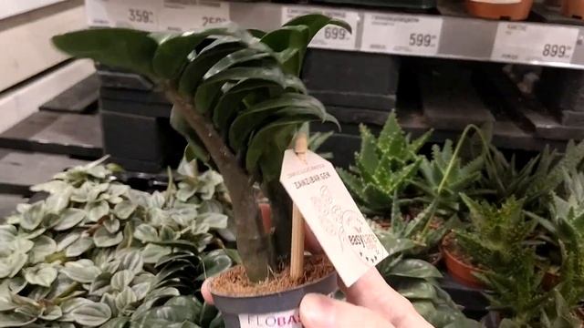 замиокулькас зензи Владимир Глобус смотреть онлайн