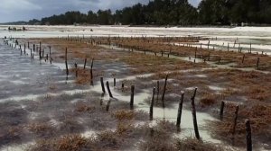 Пляж Падже в отлив, Занзибар. Выращивание морской капусты на пляже Падже, Занзибар.