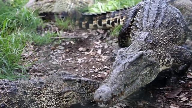 12 Пар Животных, Которых вы Постоянно Путаете смотреть онлайн