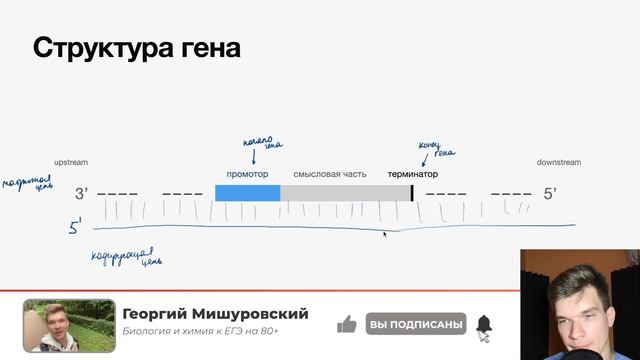 2.60. Структура гена | Цитология к ЕГЭ | Георгий Мишуровский