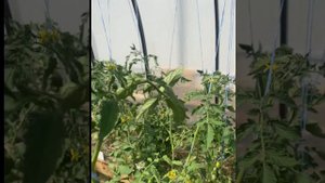 Преимущества посадки двух томатов в одну лунку.