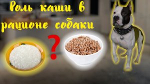 Роль каши в рационе собаки.