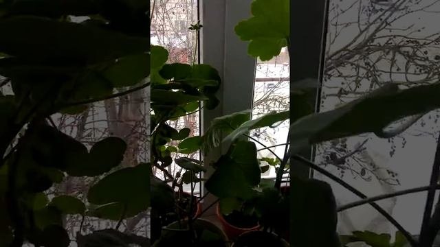 Комнатные цветы