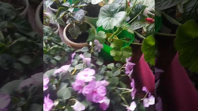 Бальзамины цветущие в июне: уход и размножение смотреть онлайн