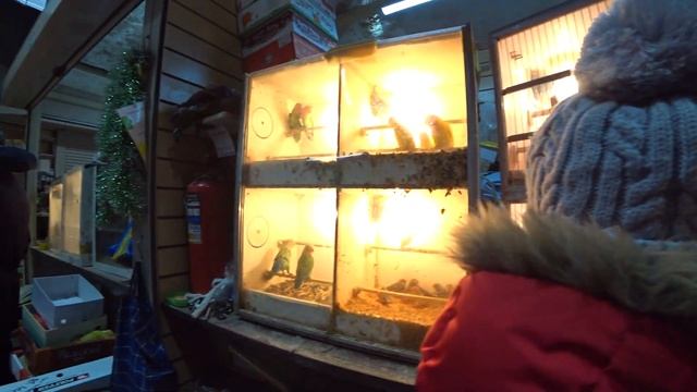 VLOG ❤ Купили попугая. Подарок на 23 февраля. Розелла пенантовая смотреть онлайн