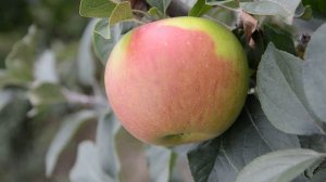 Сорт яблони Золотая Ранета или Пармен зимний Золотой