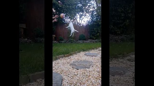 Hund gibt DFB-Abwehr Nachhilfe im Kopfballspiel смотреть онлайн