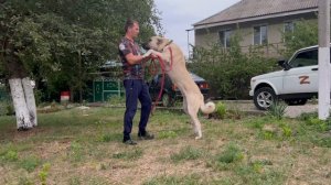 Симба, сын Дона