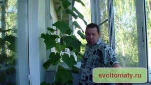 Огурцы на балконе