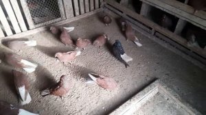 НИКОЛАЕВСКИЕ ГОЛУБИ.С белохвостыми определился.