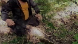 heartbeat | когда укусила гюрза | выживалово