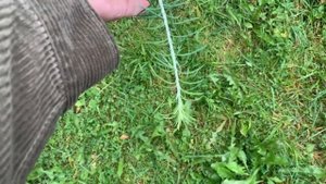 Лиственница плакучая - просто глаз не отвести!