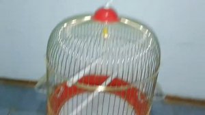 Волнистый попугай. Выбираем лучшую клетку. Подбор аксессуаров для попугая.