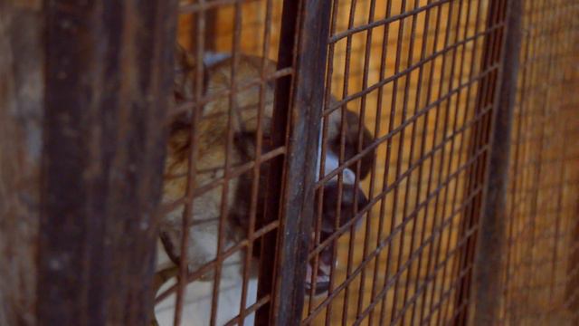 ⁂❁Новый ковчег. Помощь бездомным животным.❁⁂ смотреть онлайн