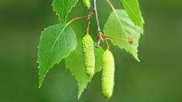 Методика естественного оздоровления соками дикоросов Часть 1 смотреть онлайн