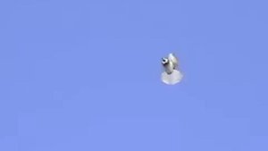 полет голубя