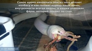 Кормление белоснежной моноклевой кобры