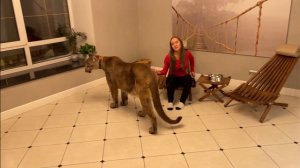 Пума Лондон помогает собирать новую мебель