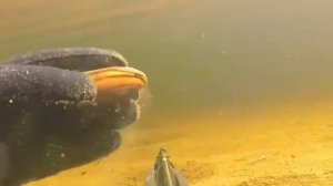 Онега 2022 подводная охота