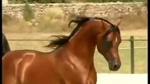 Самые изящные лошади-арабские.avi