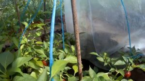 Сладкий перец сортовой Шоколадный хоровод . 2020 . Домашнее видео .