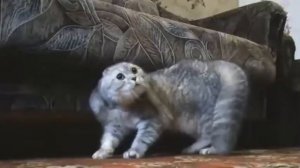 Кот хард рок