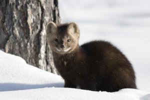 БАРГУЗИНСКИЙ СОБОЛЬ: Таежное чудо, которое не заслуживает быть соболиной шубой | Факты про соболя