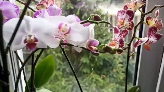 Декілька нових орхідей 🌸💮🌼